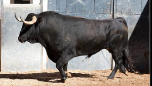 El trapío del sexto novillo de la tarde. Fotos: Juan Pelegrín/las-ventas.com