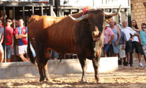 El toro de Ribera de Campocerrado lidiado en La Llosa. (Foto: Jorge)
