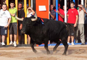 Ofensivo el toro de San Miguel (Foto: F. Juárez)