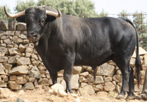 Toro de la ganadería de Toros de Albarreal, "Sinpriso", número 32, negro.