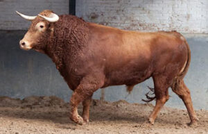 "Guantero", número 33, abrirá plaza. (Foto: Juan Pelegrín / www.las-ventas.com)