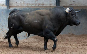 "Cumplidor", nº24, toro con el que El Conde confirmará su doctorado. (Foto: Juan Pelegrín / www.las-ventas.com)
