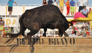 Buen ganado en el concurso