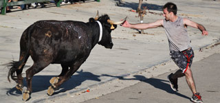 Toros de Chicarro - Manuel Relancio