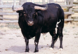 Espectacular el toro de Guardiola Fantoni para este sábado.