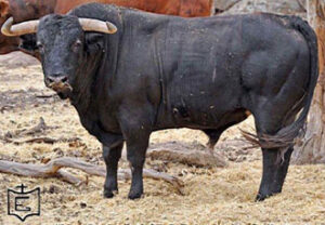 Toro de Javier Gallego