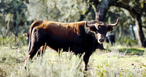 Zalduendo, puntal de su estirpe