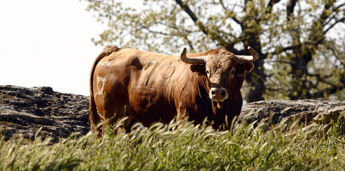 Garcigrande - Domingo Hernández: “Busco el toro que deje emocionarse al torero”