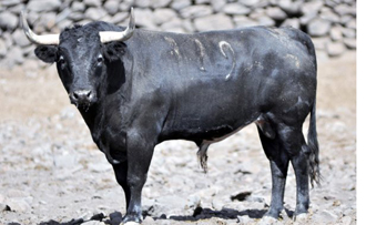 Esta noche en La México Ponce y Castella se medirán a estos toros