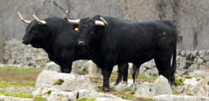 (Foto: Javier Arroyo)