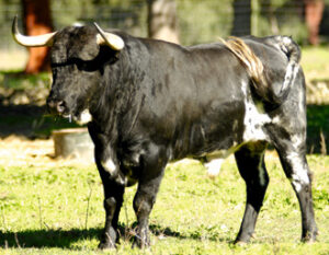 (Foto: Javier Arroyo)