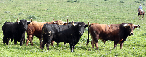 La de Cuvillo, al completo