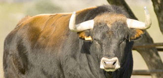 "Cardilista", de Toros de Cortés, abre el fuego de las Fallas