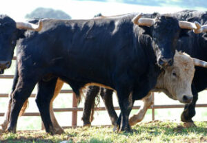 "Julepe", número 72, segundo del lote de Morante.
