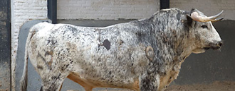 Este ensabanado se lidiará en sexto lugar. (Foto: Juan Pelegrín/las-ventas.com)
