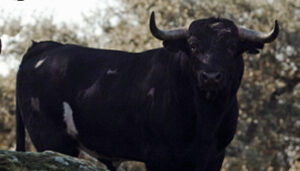 El nº4, "Carabinero", primero del lote de Daniel Luque. Foto: Arjona