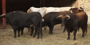 Los novillos ya aguardan en los corrales de la plaza. (Foto: Carlos Hormigos)