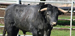 "Matador", número 50, uno de los victorinos que se lidiarán esta tarde.