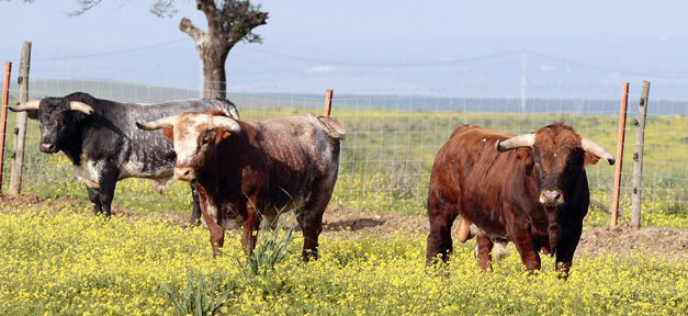En la variedad está el gusto
