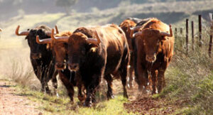 Los toros de Daniel Ruiz para el Domingo de Resurrección.