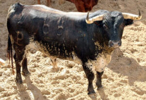 "Pianista", número 66, sexto de la tarde. (Foto: Arjona/Toromedia)