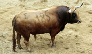 Toro número 185 "Alcón", primero de Julio Aparicio (Foto: Arjona/Toromedia)