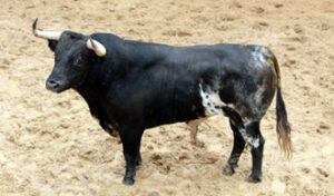 (Foto: Arjona/Toromedia)