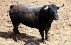 "Draculero", número 21, cuarto de la tarde. (Foto: Arjona/Toromedia)