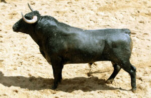 Número 51 (Foto: www.lamaestranza.es)