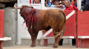 Pasion, colorado, número 73, de Domingo Hernández. (Foto: Isabelle Dupin)