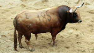 Toro número 185 "Halcón". Foto: Arjona/Toromedia