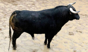 Fuente:www.lamaestranza.es (Foto: Arjona/Toromedia)