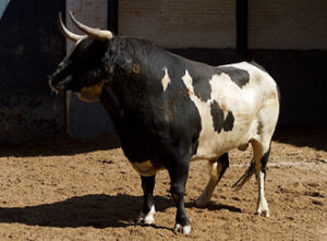 Este espectacular berrendo saldrá en primer lugar. (Foto: Juan Pelegrín/www.las-ventas.com)