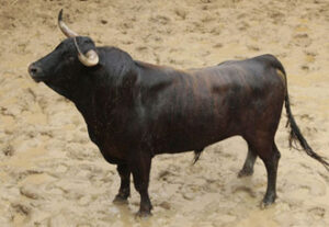 "Portillo", toro número 125 con el que Esaú será doctorado. (Foto: Arjona / Toromedia)