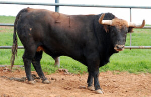 Castañero, número 21, castaño de 505 kilos y primero de Alejandro Talavante (Foto: Juan Carlos Terroso)