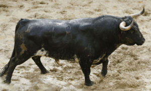 Toro número 78, segundo del lote de El Juli. (Foto: Arjona/Toromedia)