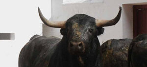 "Jerezano", número 56, de Miura. (Foto: Rullot/torosvalencia.com)