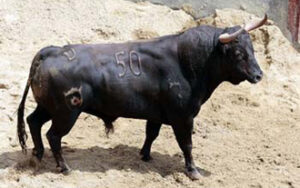 Toro que será lidiado en segundo lugar. (Foto: Arjona / Toromedia. )