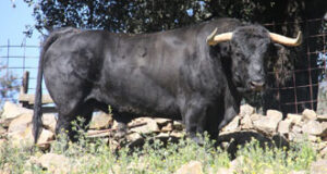 (Foto: Ejemplar de Albarreal, número 55)