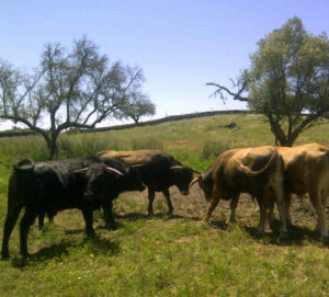 Becerros previstos para el festejo en el que hará su debut como ganadero Alejandro Talavante.