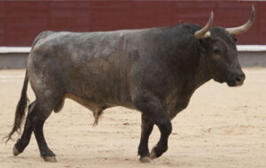 (Foto: Javier Arroyo)