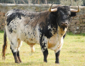 “Zarcillo” número 47, G-7 de Laurentino Carrascosa.