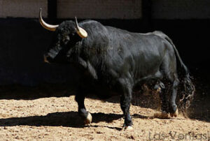 "Pelotita" saltará en quinto lugar. (Foto: Juan Pelegrín / las-ventas.com)