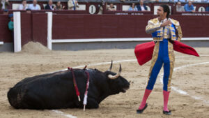 Uceda tumbó al cuarto de un estoconazo y ganó el trofeo (Foto: Javier Arroyo)