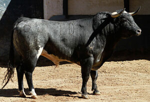 "Bondadoso" abrirá plaza. (Foto: Juan Pelegrín / las-ventas.com)