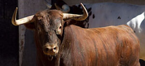 Seriedad en la mirada de "Aguador". (Foto: www.las-ventas.com)