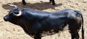 Número 7. Jareto. Negro bragao. 490 kilos. Abrirá plaza.