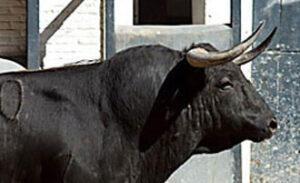 (Foto: las-ventas.com)