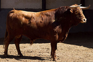 "Farolero", segundo de la tarde. (Foto: Juan Pelegrín / las-ventas.com)