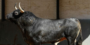 "Zarcero", de Partido de Resina, saldrá en tercer lugar. (Foto: Juan Pelegrín / las-ventas.com)